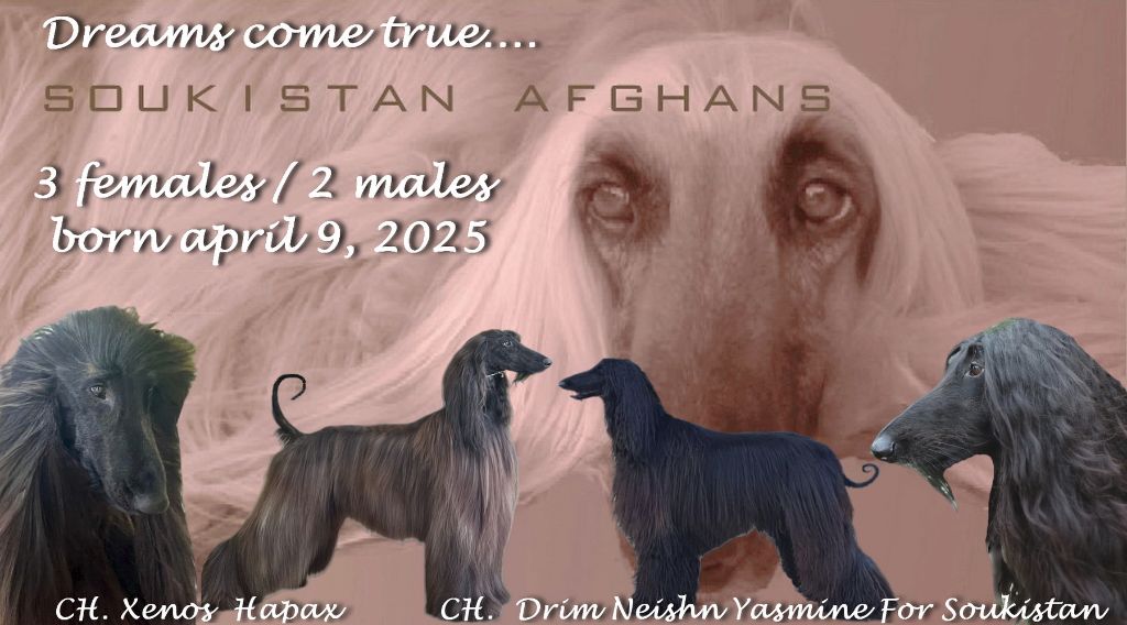 Chiots disponibles